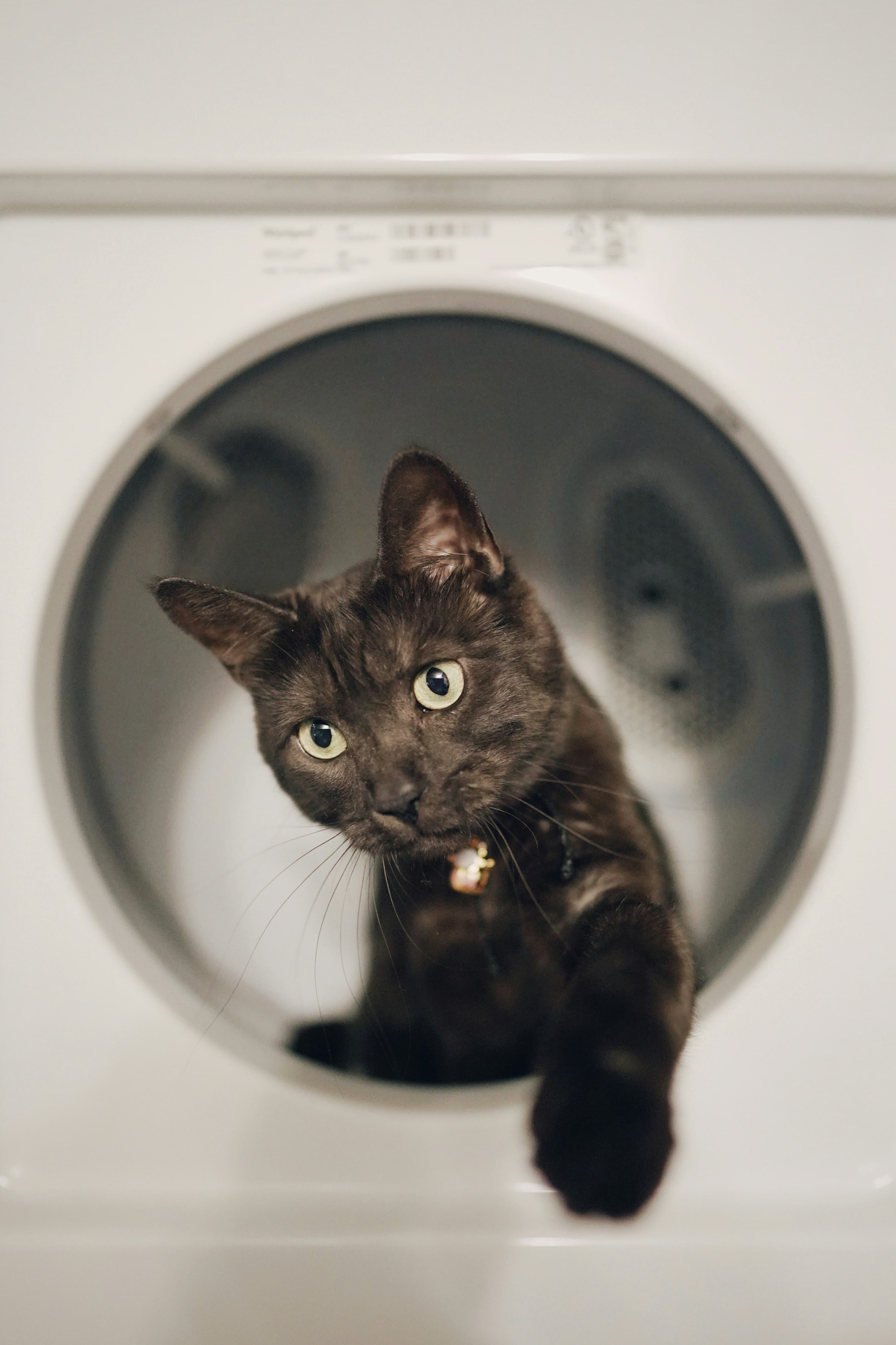 にこにこねこ